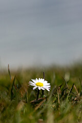 daisies in the meadow © gary ortiz