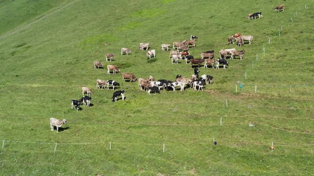 A group of cows or cattle grazing whilst munching on grass. A static shot filmed from above. They are all close together. A large green meadow