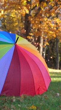 Colorful umbrella in park, autumn. Vertical footage
