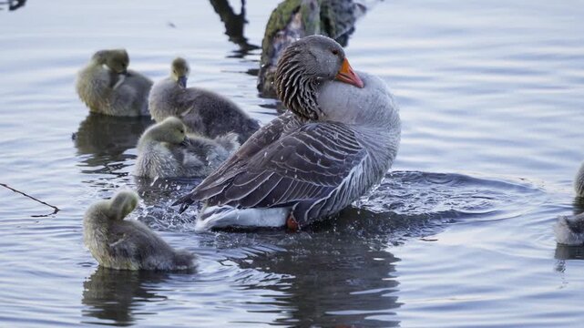 Adult greylag goose standing in calm water with fluffy goslings swimming around while bathing and preening feathers.