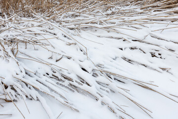 Obraz premium A close-up winter landscape of dry reeds and grasses partially buried under fresh white snow, abstract natural winter background photo