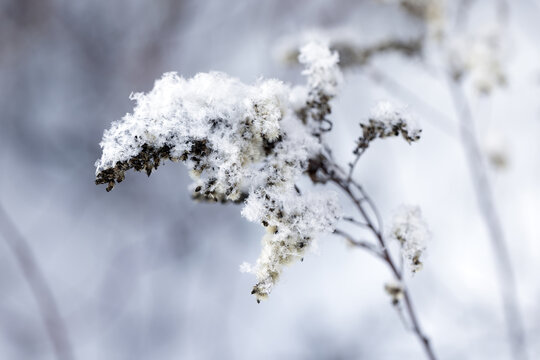 Dry frozen fluffy flower is covered with snow and frost. Abstract natural winter background photo with selective soft focus