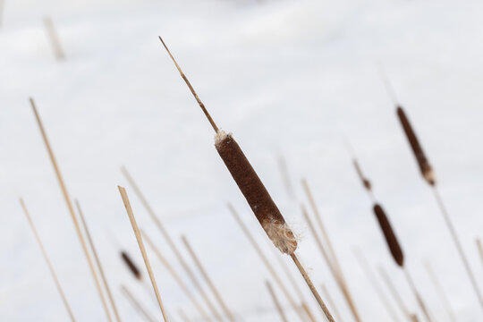 Dry Typha plants stand in a white snowdrift. Abstract natural winter background photo with selective soft focus