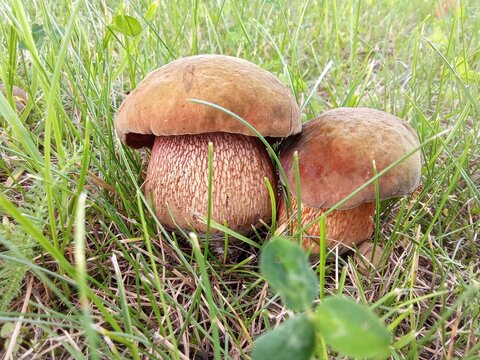 Close-Up of Two Devil's Bolete Mushrooms with Red Reticulated Stems in Grass