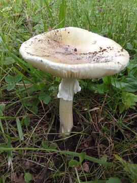 Close-Up of Deadly Amanita Phalloides Death Cap Mushroom in Natural Grass Habitat