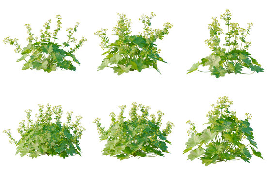 Set of Alchemilla vulgaris tree elevation, front view, cutout, transparent background, isolate