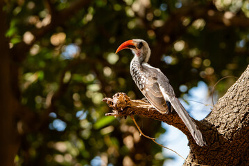 Red-billed hornbill in Bijilo Forest, The Gambia. © MIIA