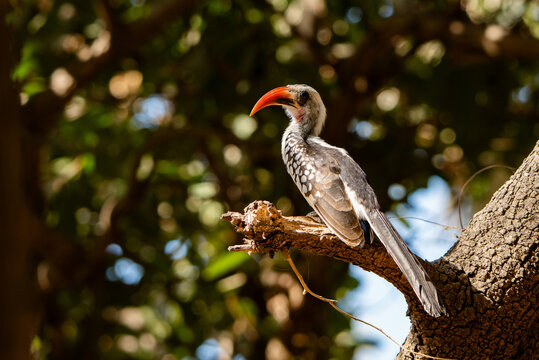 Red-billed hornbill in Bijilo Forest, The Gambia.