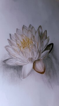 Close-up of white lotus flower with delicate petals and soft lighting