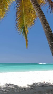 Coconut palm tree on white beach at caribbean island. Travel getaways. Saona Island. Vertical footage