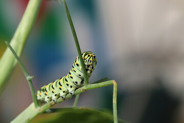 Machaon chenille  © fotoeliane