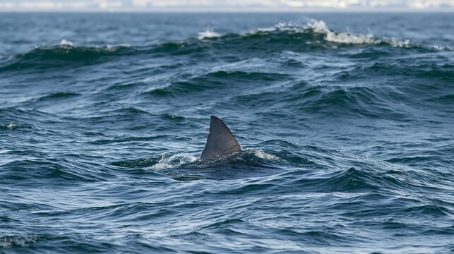 Shark Fin Cutting Through Ocean Waves in Bright Daylight