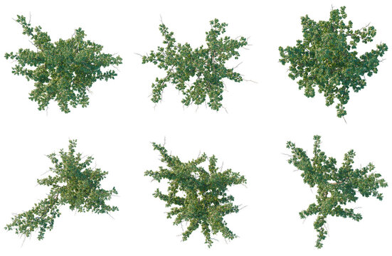 Set of Gleditsia triacanthos tree plan, top view, cutout, transparent background, isolate, Six Lush Green Shrubs - Vector Graphics for Landscape Design and Nature Themes