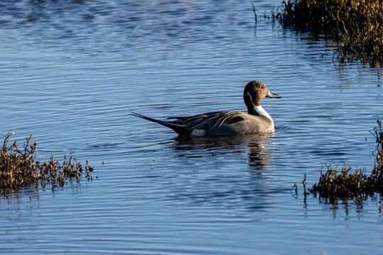 Male northern pintail on water