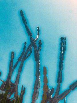 cactus in the blue sky