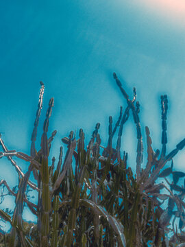 cactus and blue sky