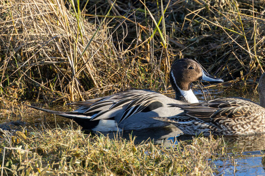 Male northern pintail swimming