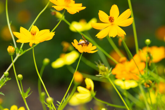 cosmos flower with honey bee . Vibrant yellow cosmos flowers blooming under with busy bee