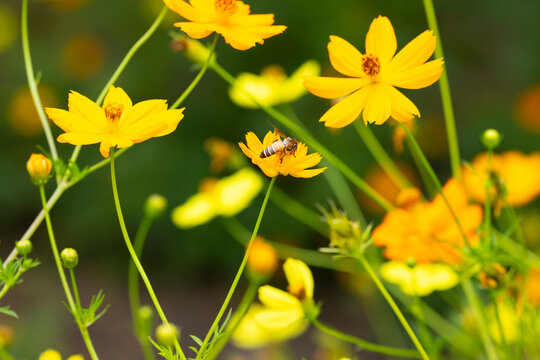 cosmos flower with honey bee . Vibrant yellow cosmos flowers blooming under with busy bee