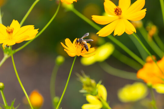 cosmos flower with honey bee . Vibrant yellow cosmos flowers blooming under with busy bee