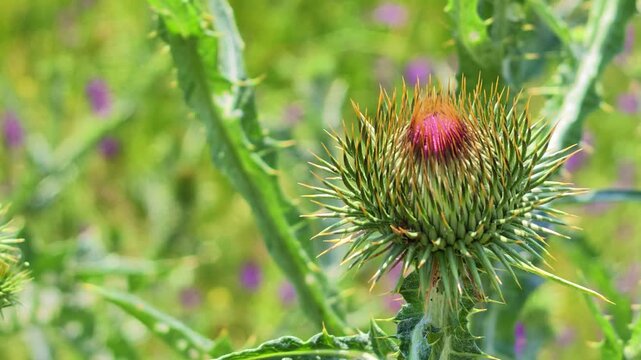 Thistle bud blooms in green field with purple flowers in background