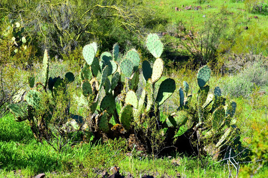 Prickly Pear Cactus Sonora Desert Arizona