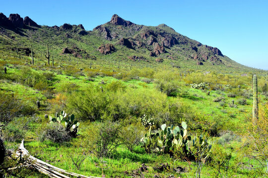 Old Saguaro Cactus Sonora desert Arizona