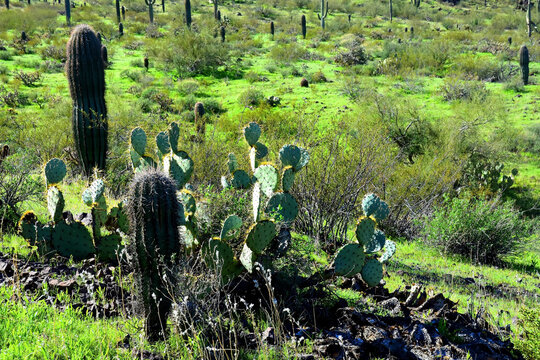 Prickly Pear Cactus Sonora Desert Arizona