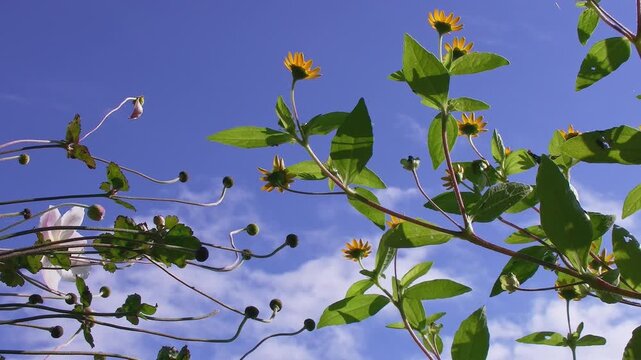 Real time looking up of yellow wildflowers and anemone buds swaying in wind with slowly drifting clouds in blue sky, 4K