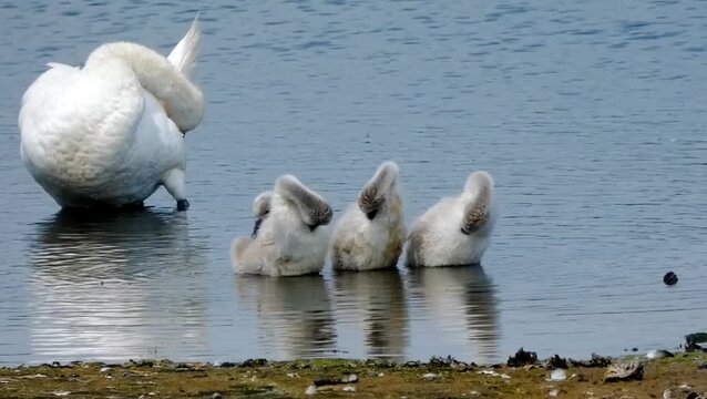 A family of mute swans (Cygnus olor) preen together at the water's edge. The fluffy cygnets mirror the behaviour of their parents. The beautiful birds are reflected in gently rippling water.