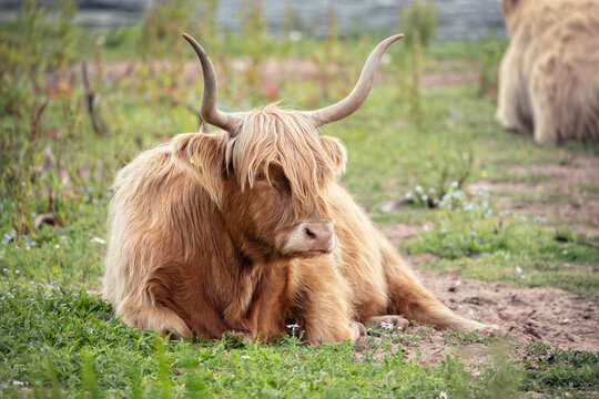 Scottish Highland Cow on the Isle of Skye, Scotland