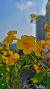 Yellow Flower Bloom with Soft Urban Background
