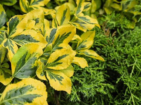 Colorful euonymus variegated leaves and juniper conifer in ornamental garden