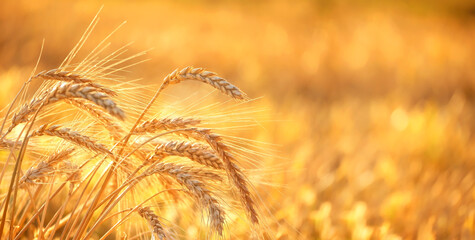 Golden ripe ears of wheat close up on field, abstract natural background. summer or autumn harvest season. agriculture concept. rustic landscape. symbol of grain harvest, Lammas, Lughnasadh holiday © Ju_see