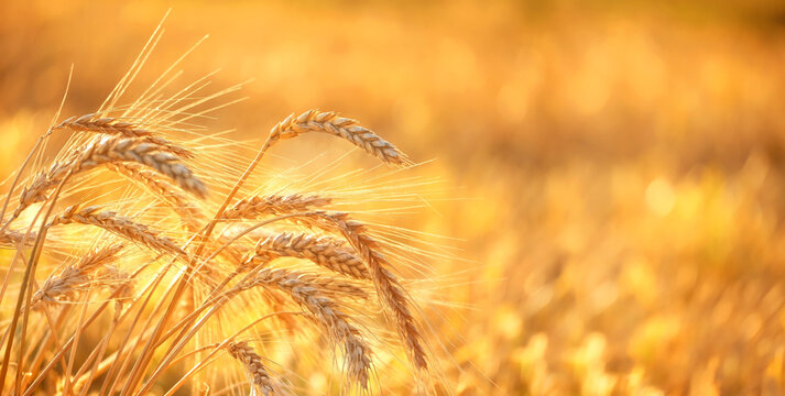 Golden ripe ears of wheat close up on field, abstract natural background. summer or autumn harvest season. agriculture concept. rustic landscape. symbol of grain harvest, Lammas, Lughnasadh holiday