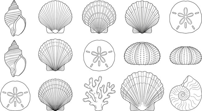 Seashell and marine life line art collection featuring shell coral sea urchin and sand dollar outline vectors