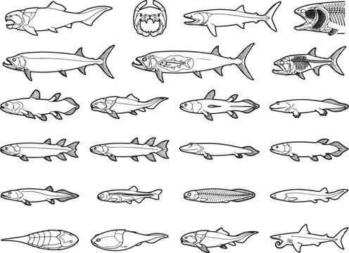 Collection of prehistoric fish illustrations, showcasing diverse ancient marine life with detailed anatomical features and evolutionary variations.