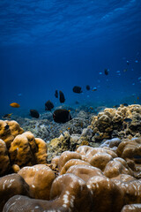 Fototapeta premium School of collared butterflyfish swimming over a hard coral reef in blue ocean.