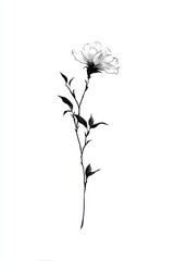 Obraz premium Minimalist black and white ink illustration of a single flower stem.