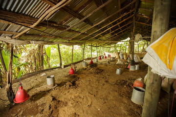 Wide-angle view of a rustic poultry farm interior with automatic hanging red waterer bells © hcarbuccia