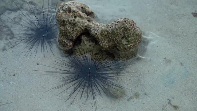Close-up footage of two black sea urchins resting beside a coral rock in clear shallow tropical seawater. Gentle ripples move across the sandy seabed, creating a peaceful marine nature scene.