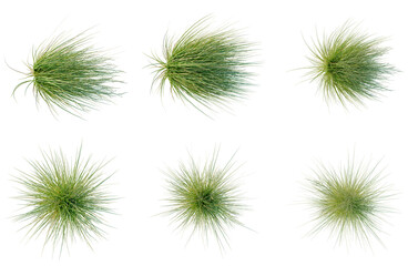 Obraz premium Set of Poa labillardieri Eskdale tree plan, top view, cutout, transparent background, isolate, Collection of ornamental grass bushes isolated on a transparent background - perfect for design elements.
