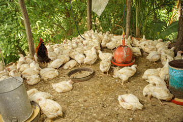 High-angle view of white broiler chickens crowding around an automatic feeder in a rustic outdoor coop © hcarbuccia