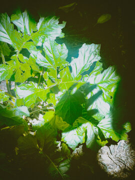 hand silhouette on green leaves in