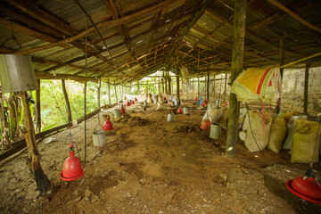 Small-scale commercial chicken coop facility with dirt floor bedding and corrugated metal roofing © hcarbuccia