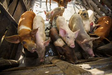 High-angle view of a herd of young pigs and piglets in a rustic wooden farming pen © hcarbuccia