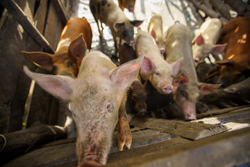 High-angle view of a herd of young pigs and piglets in a rustic wooden farming pen © hcarbuccia