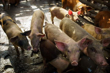 Group of diverse domestic pigs standing together inside a traditional outdoor livestock enclosure © hcarbuccia