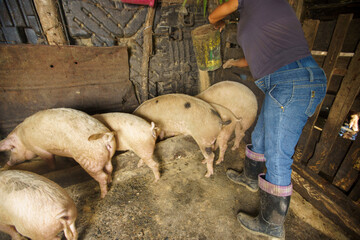 Small-scale pig farming showing swine livestock lined up along a rustic feeding wall or sty © hcarbuccia