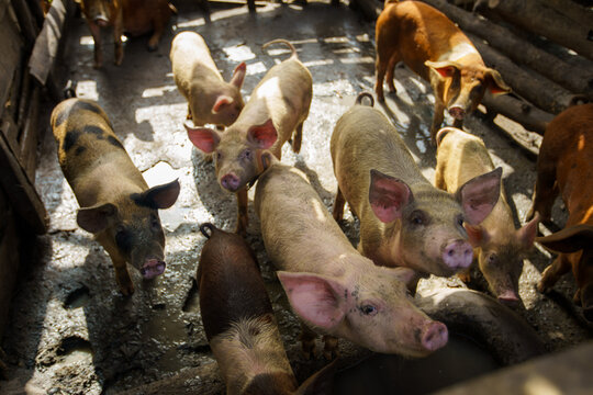 Small-scale pig farming showing organic livestock rearing in a wooden corral or sty